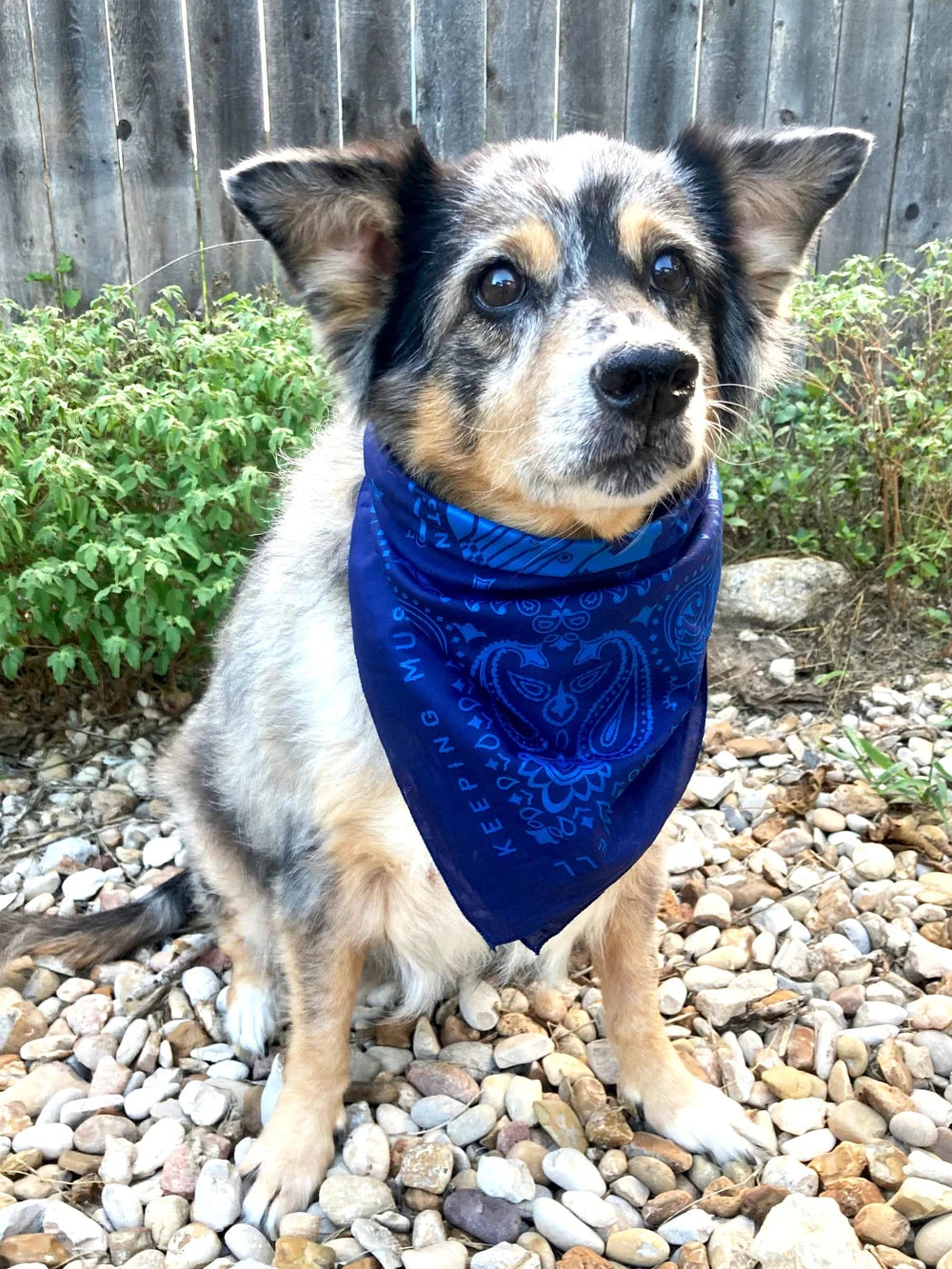 HAAM Bandana